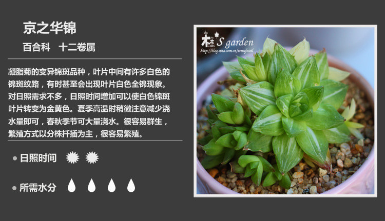 多肉植物品种大全图解图片