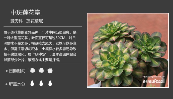 多肉植物品种大全图解图片
