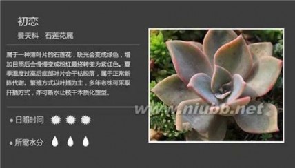1000种多肉植物图鉴图片