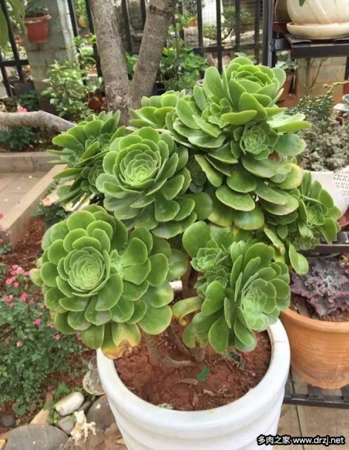 1000种多肉植物图鉴图片