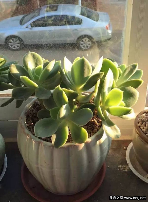 1000种多肉植物图鉴图片