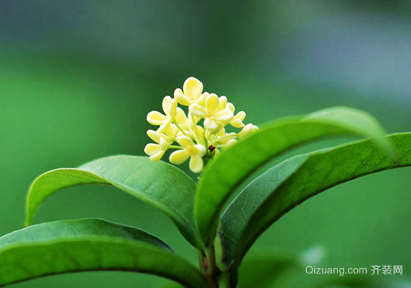 世界上花语最黑暗的花图片