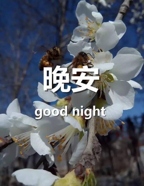 说晚安高情商怎么回复图片