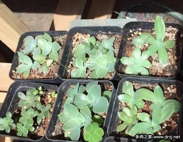 1000种多肉植物图鉴图片