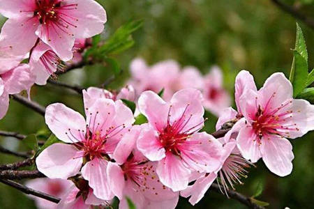 春天的花介绍 再不会被绚丽的色彩迷花了眼图片