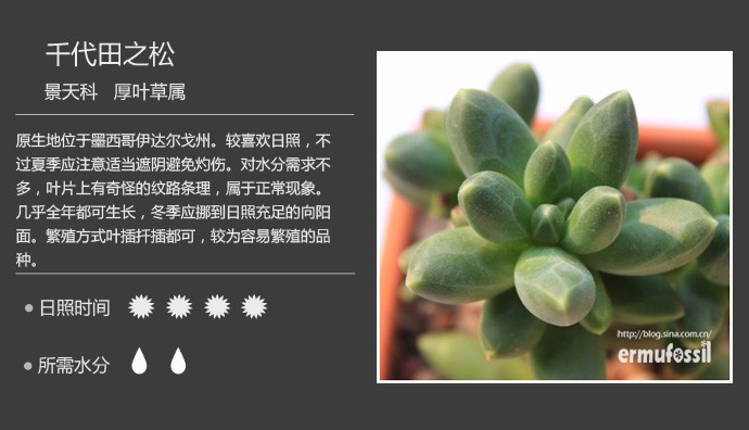 多肉植物品种大全图解图片