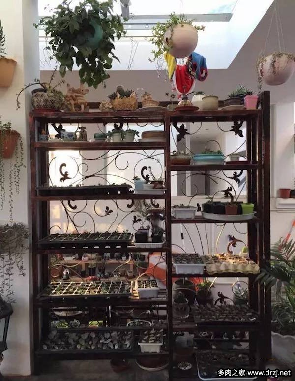 1000种多肉植物图鉴图片
