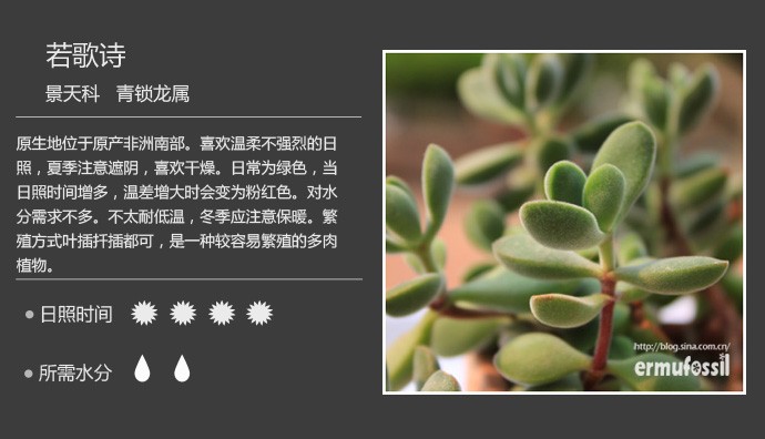 多肉植物品种大全图解图片