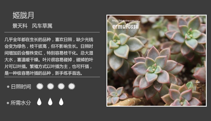 多肉植物品种大全图解图片