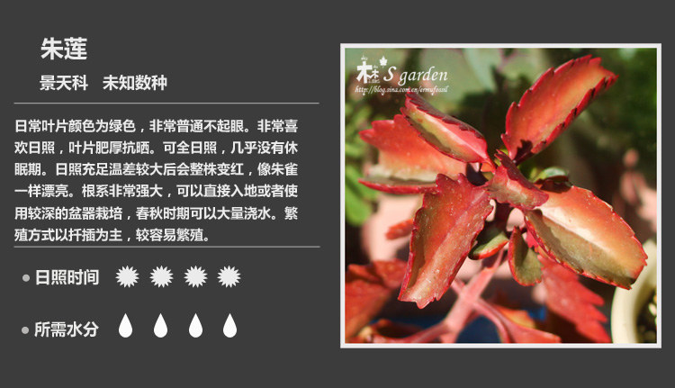 多肉植物品种大全图解图片