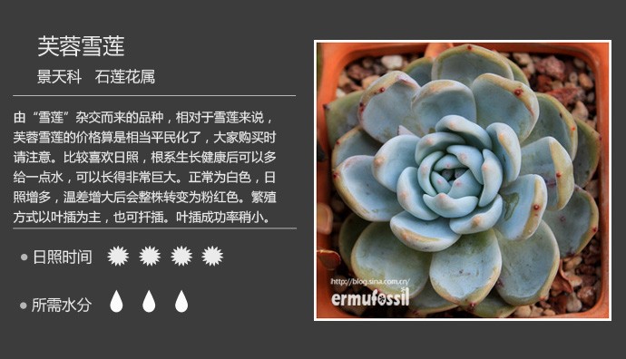 多肉植物品种大全图解图片
