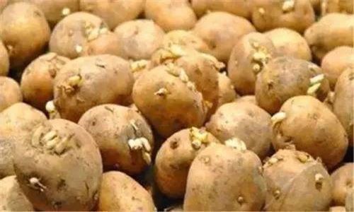 土豆发芽了还能不能吃？ 切掉发芽了的部分就可以吃了吗？图片