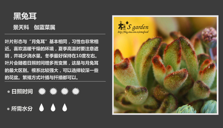 多肉植物品种大全图解图片