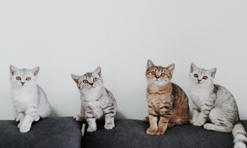 猫吃鱼会卡刺吗？养猫人士需要知道这一点图片