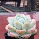 多肉植物品种大全图解图片