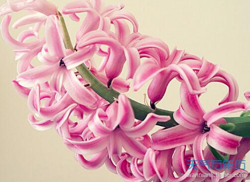 风信子的花语和寓意是什么图片