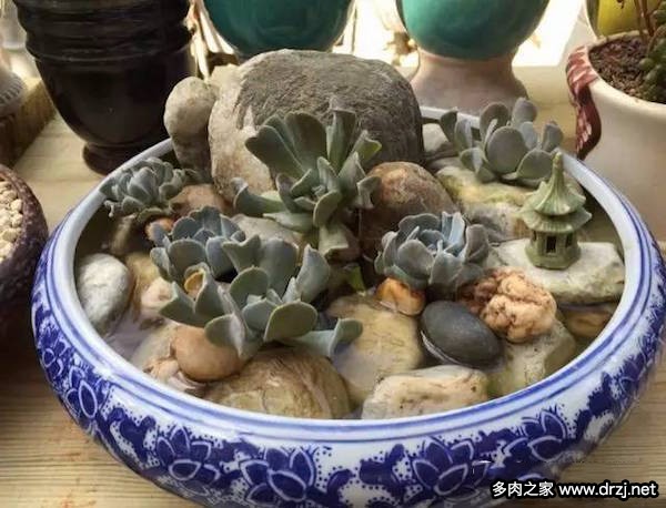 1000种多肉植物图鉴图片