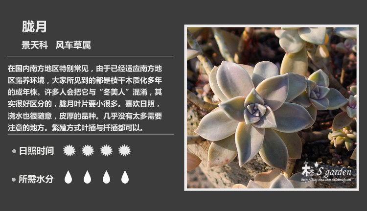 多肉植物品种大全图解图片