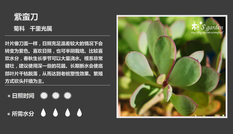多肉植物品种大全图解图片