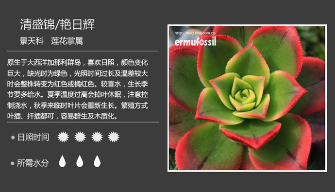 多肉植物品种大全图解图片