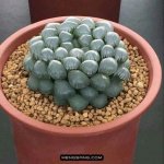 多肉植物品种大全图解图片