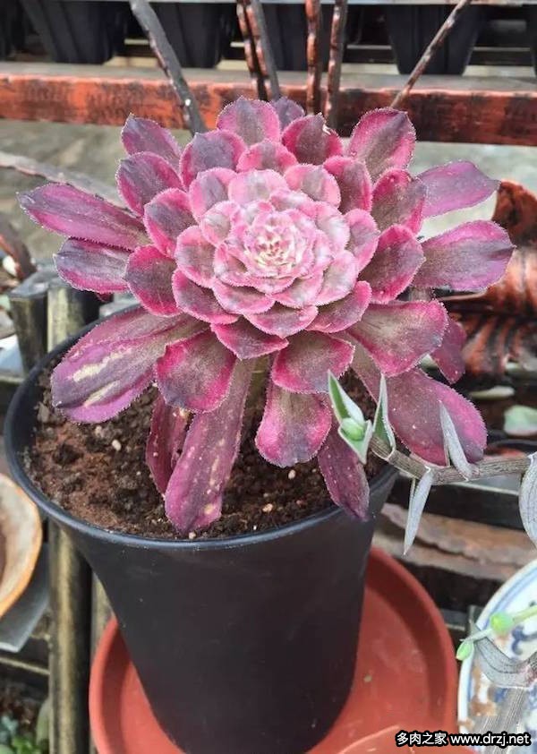 1000种多肉植物图鉴图片