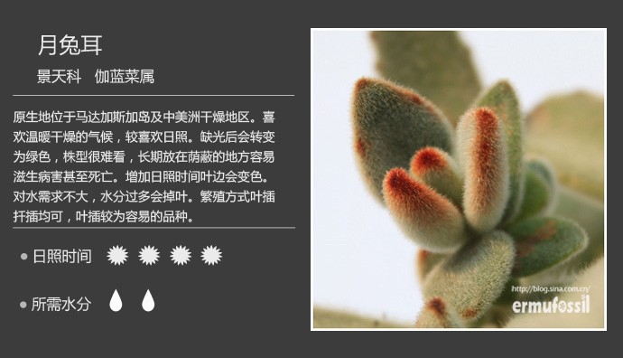 多肉植物品种大全图解图片