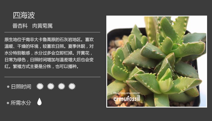多肉植物品种大全图解图片