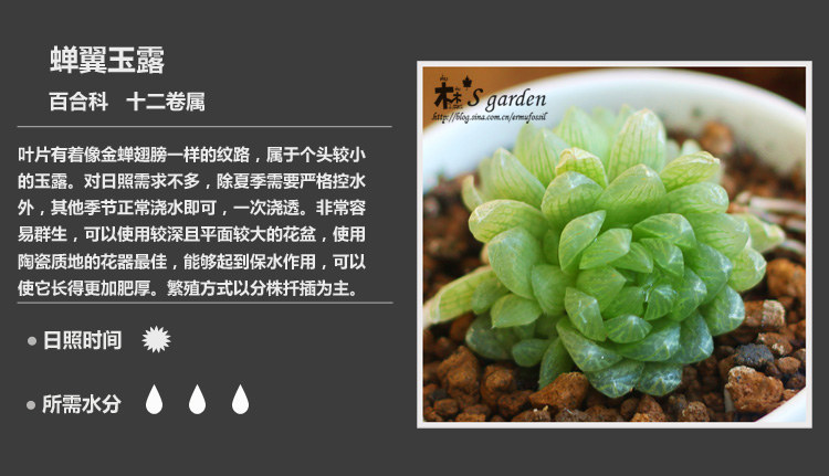 多肉植物品种大全图解图片
