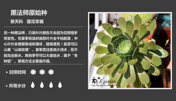 多肉植物品种大全图解图片