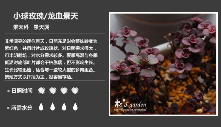 多肉植物品种大全图解图片