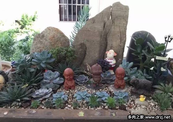 1000种多肉植物图鉴图片