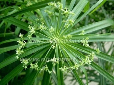 1000种多肉植物图鉴图片