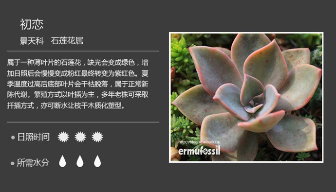 多肉植物品种大全图解图片