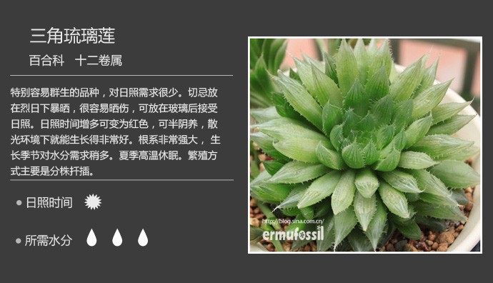 多肉植物品种大全图解图片