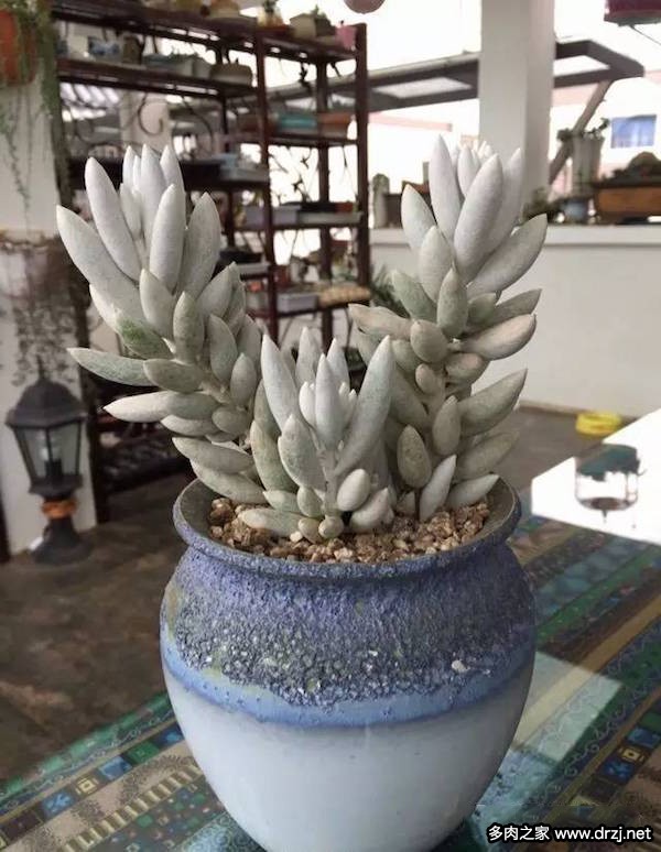1000种多肉植物图鉴图片
