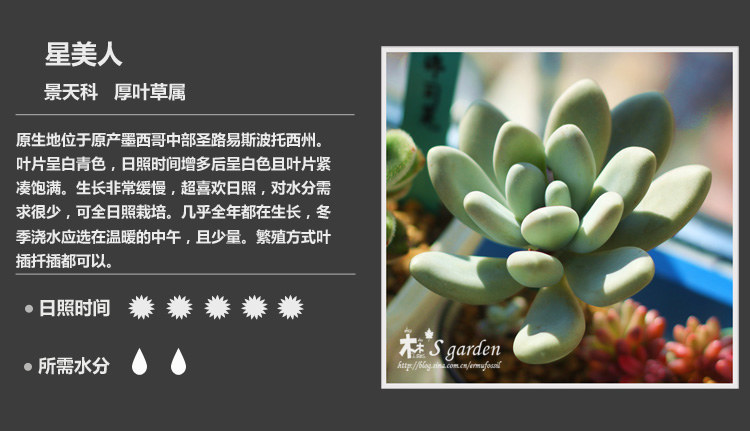 多肉植物品种大全图解图片