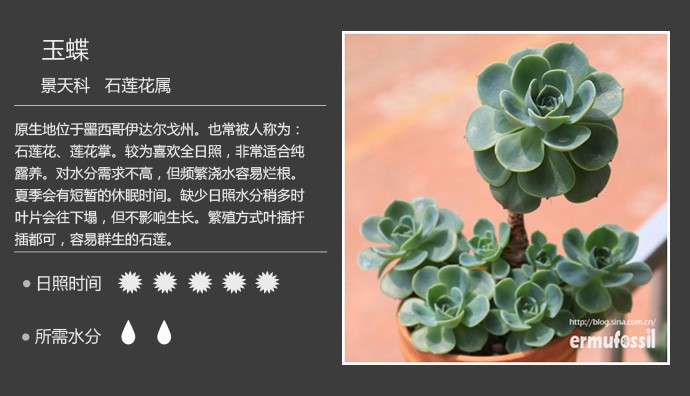 多肉植物品种大全图解图片