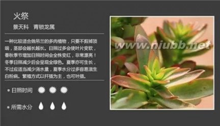 1000种多肉植物图鉴图片