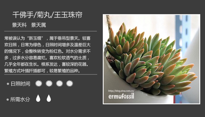 多肉植物品种大全图解图片