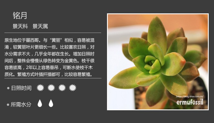 多肉植物品种大全图解图片