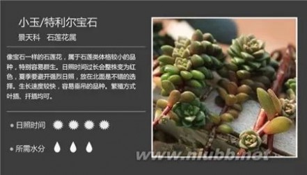 1000种多肉植物图鉴图片
