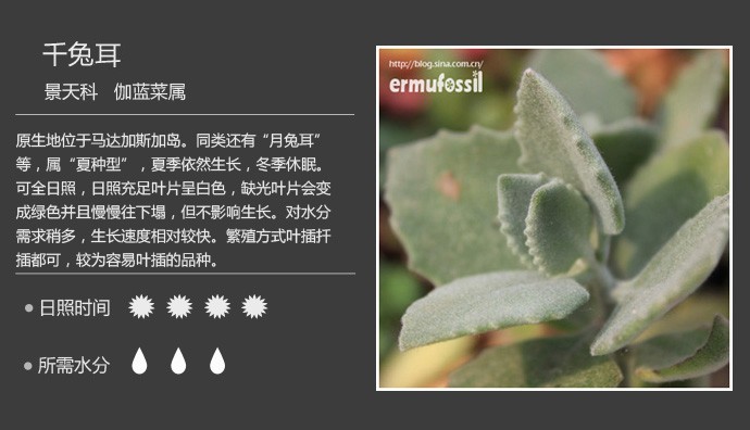 多肉植物品种大全图解图片