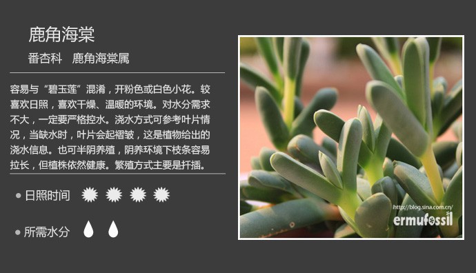 多肉植物品种大全图解图片