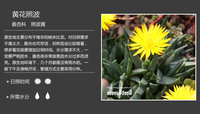 多肉植物品种大全图解图片