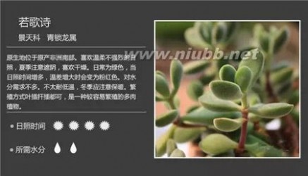 1000种多肉植物图鉴图片