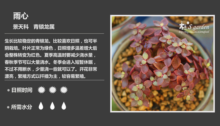 多肉植物品种大全图解图片