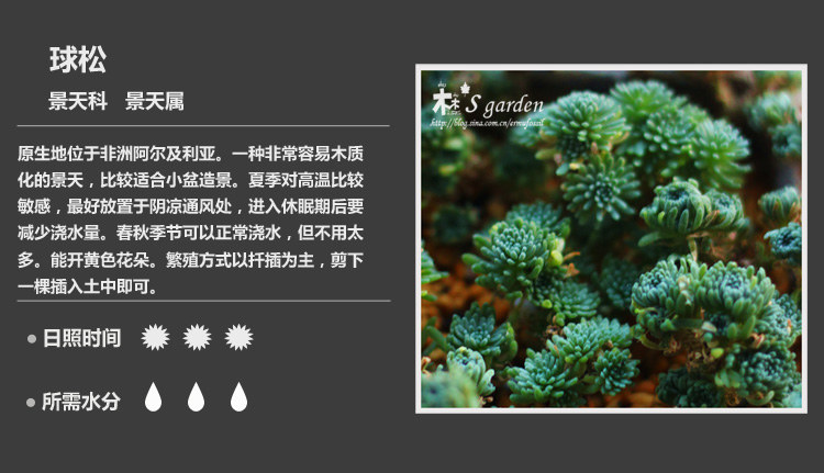 多肉植物品种大全图解图片