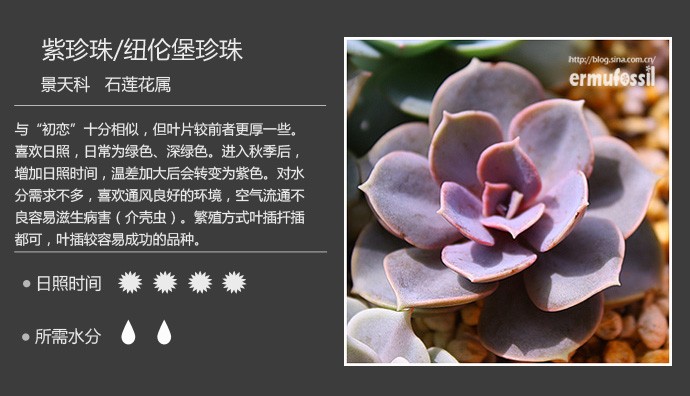 多肉植物品种大全图解图片