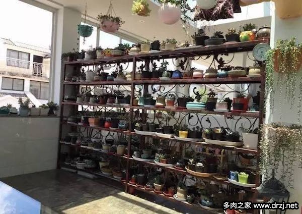 1000种多肉植物图鉴图片